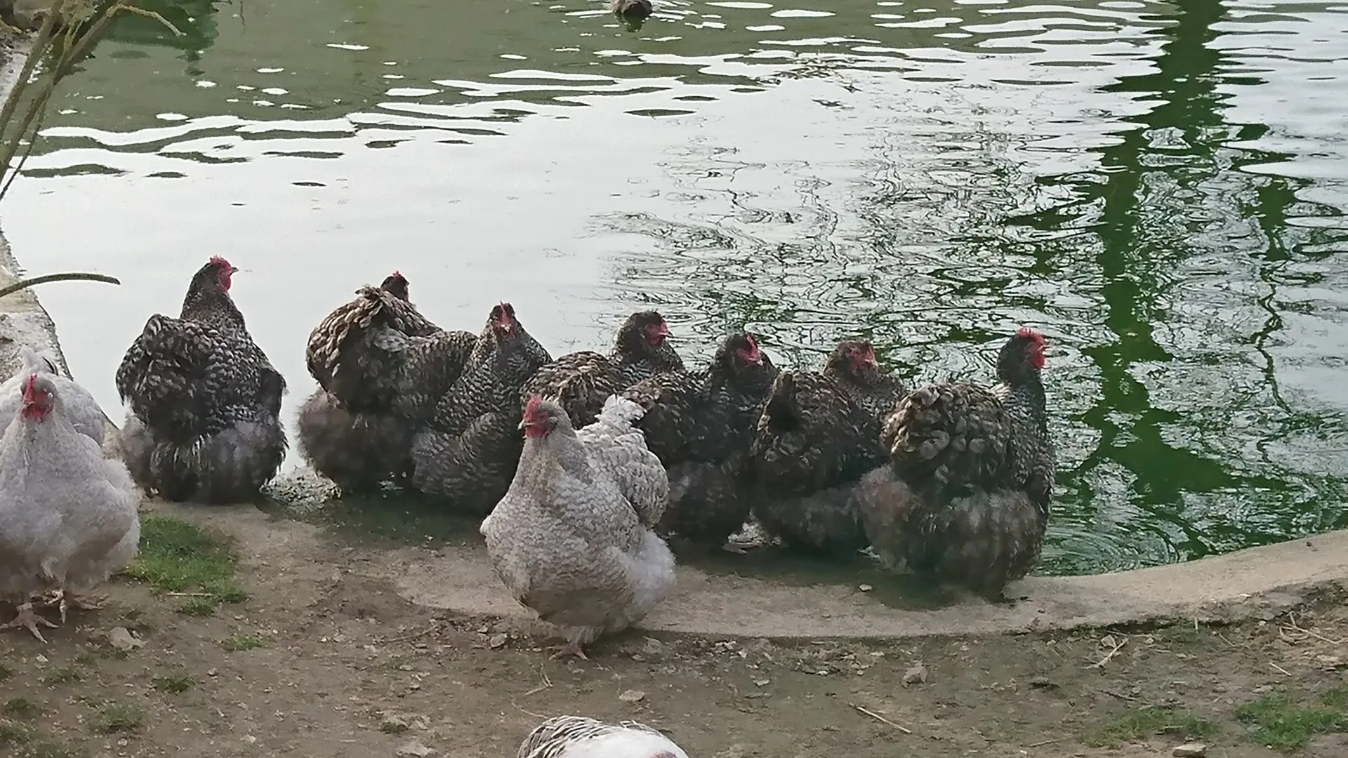 chats__animation_poules-1920w